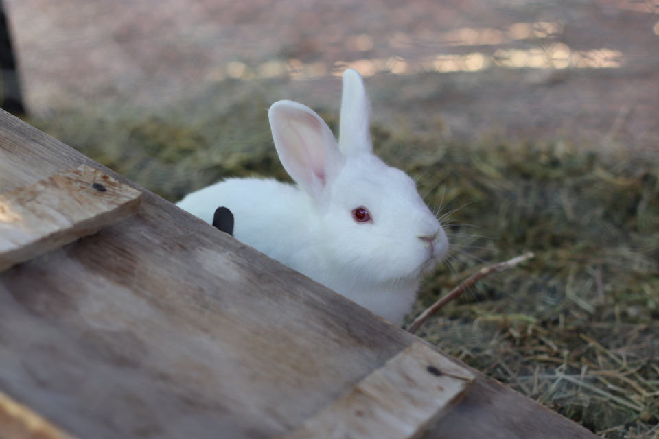 Pet Farm Rabbits and Bunnies For Sale* Rabbits For Sale *Rabbits for