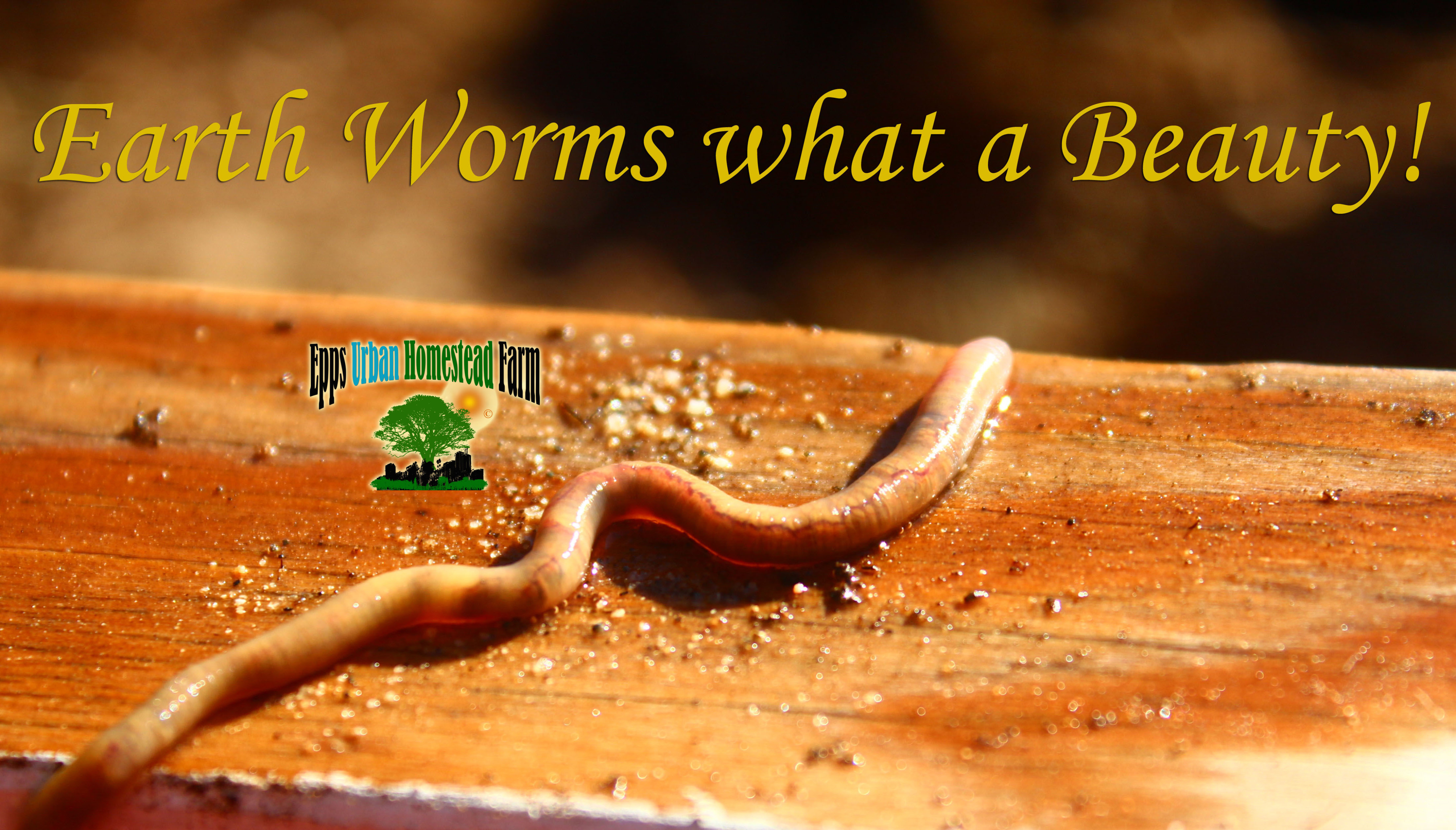 Garden Earthworms For Sale
